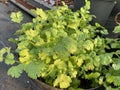 Fresh coriander Royalty Free Stock Photo