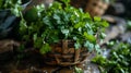 Fresh coriander