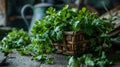 Fresh coriander