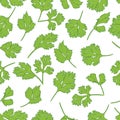 Fresh coriander herb, pattern, vector illustration