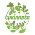 Fresh coriander herb, vector illustration logo