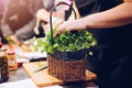 Fresh coriander herb in the wooden basket Royalty Free Stock Photo