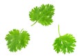 Fresh coriander isolated on white background. Top view Royalty Free Stock Photo