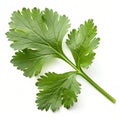 Coriander leaf isolated on white background Royalty Free Stock Photo