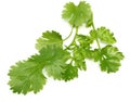 Fresh coriander leaves