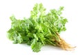 Fresh coriander (Leaves and Roots)