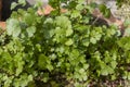 Fresh coriander plants growing in pot Royalty Free Stock Photo