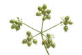 Fresh coriander seed close up Royalty Free Stock Photo