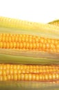 Fresh corn Royalty Free Stock Photo