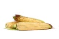 Fresh corn Royalty Free Stock Photo