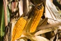 Fresh corn Royalty Free Stock Photo