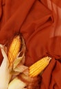 Fresh corn on brown textile background. Minimal. Eco bio organic life concept. Copy space