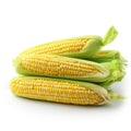 A fresh corn on a clean white background Royalty Free Stock Photo