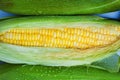 Fresh corn close-up