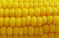 Fresh corn close-up background kernel veggie summer Royalty Free Stock Photo