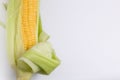 Fresh corn cob Royalty Free Stock Photo