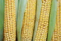 Fresh corn on the cob Royalty Free Stock Photo