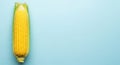Fresh corn on cob against light blue background Royalty Free Stock Photo