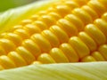 Fresh corn cob Royalty Free Stock Photo