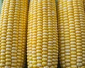 Fresh Corn on the Cob Close-Up Royalty Free Stock Photo