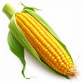Fresh Corn on the Cob with Green Husk and Yellow Kernels Isolated on White Royalty Free Stock Photo