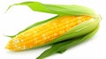 Fresh corn on the cob with green leaves Royalty Free Stock Photo