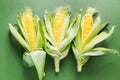 Fresh corn on the cob with green leaves Royalty Free Stock Photo