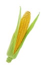 Fresh corn cob with green leaves isolated on white background with clipping path Royalty Free Stock Photo