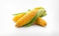 Fresh Corn on the Cob with Husk on White Background Royalty Free Stock Photo
