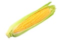 Fresh corn on cob isolated on white background Royalty Free Stock Photo