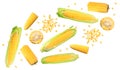 flying corn on cob with seeds isolated on white background. clipping path Royalty Free Stock Photo