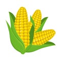 Fresh corn cob isolated on white background. Corn icon for market, recipe design, logo. Organic food. Cartoon style. Vector. Royalty Free Stock Photo