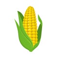 Fresh corn cob isolated on white background. Corn icon for market, recipe design. Organic food. Cartoon style. Vector illustration Royalty Free Stock Photo