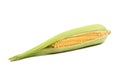 Fresh corn cob maize on white closeup