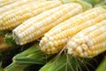 Fresh corn cob Royalty Free Stock Photo