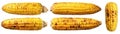 Fresh corn on the cob, a vibrant isolated image on white background fresh Royalty Free Stock Photo