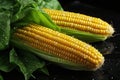 Fresh corn cob with water drops on black background. Royalty Free Stock Photo