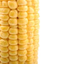 Fresh corn cob on white background, closeup Royalty Free Stock Photo