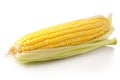 Fresh corn on the cob on a white background, isolated. Thanksgiving Food Royalty Free Stock Photo