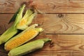 Fresh corn on the cob - a whole cob with leaves Royalty Free Stock Photo