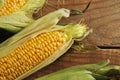 Fresh corn on the cob - a whole cob with leaves Royalty Free Stock Photo