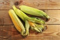 Fresh corn on the cob - a whole cob with leaves Royalty Free Stock Photo