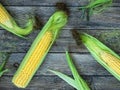 Fresh corn on the cob - a whole cob with leaves on wooden background in rustic style. The view from the top. Autumn Royalty Free Stock Photo