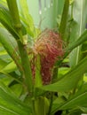 Fresh corn cob, young corn stalks, close up view