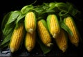 Fresh corn on cobs on black background. Selective focus