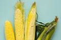 Fresh corn on cobs on blue background Royalty Free Stock Photo