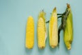Fresh corn on cobs on blue background Royalty Free Stock Photo