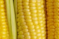 Fresh corn on cobs on blue background Royalty Free Stock Photo