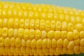 Fresh corn on cobs on blue background Royalty Free Stock Photo