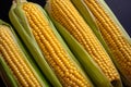 Fresh corn cobs, close up. Appetizing cobs of ripe yellow corn with green leaves lie on a black background top view Royalty Free Stock Photo